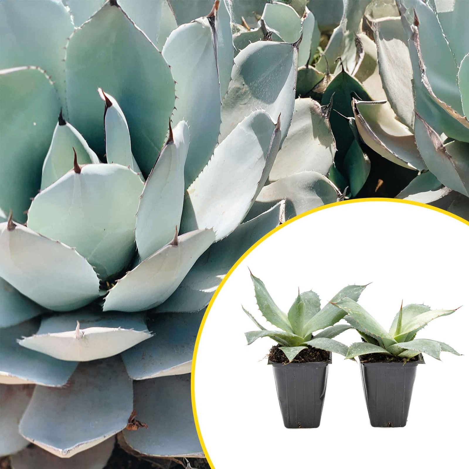 2 Artichoke Agave Succulent Plants in 3.5″ Cube- Live Blue Gray Rosette (parryi)
