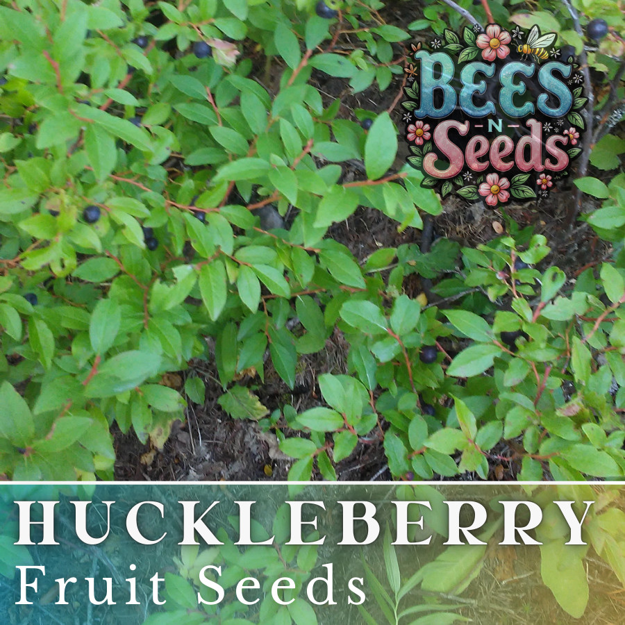 Woodland Huckleberry Seeds 125, 300 or 500 Seeds Flower, Flower Seeds, Non GMO