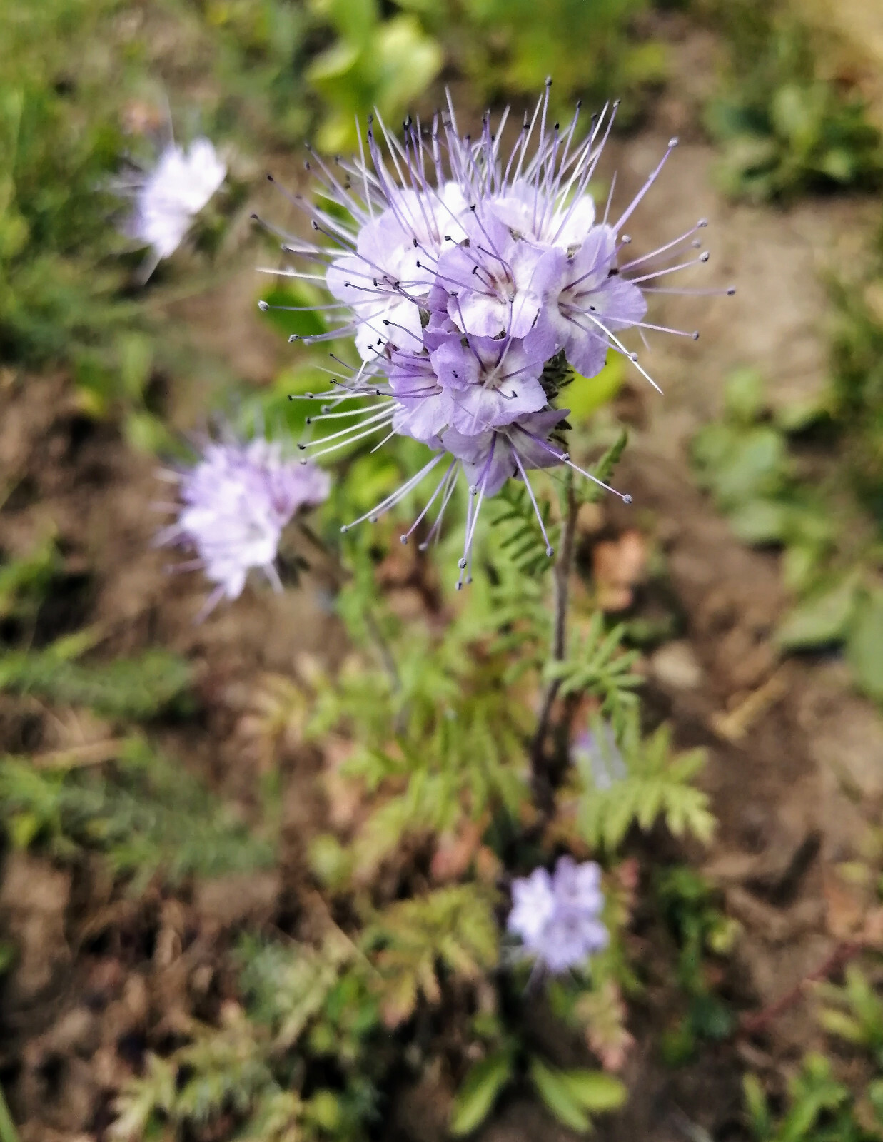 500 Lacy Phacelia Flower Seeds Phacelia tanacetifolia Blue Tansy Fiddleneck