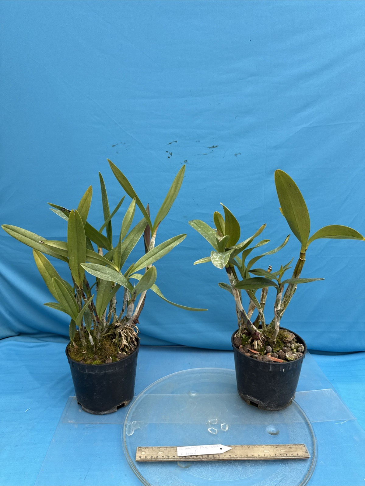 Cattleya Odette’s Flare ‘Spots’ X L. lyonsii BS New Growths Orchid Eros 7” Pot