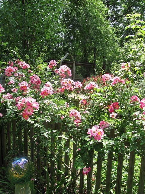 8 Unrooted Cuttings True Southern Old-Fashioned Running/Climbing Roses Heirloom