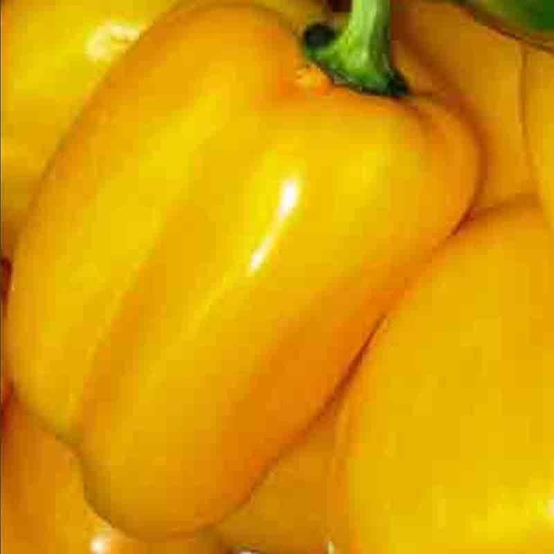 CALIFORNIA WONDER YELLOW PEPPER SPRING GARDEN HEIRLOOM 25 SEEDS NON-GMO USA
