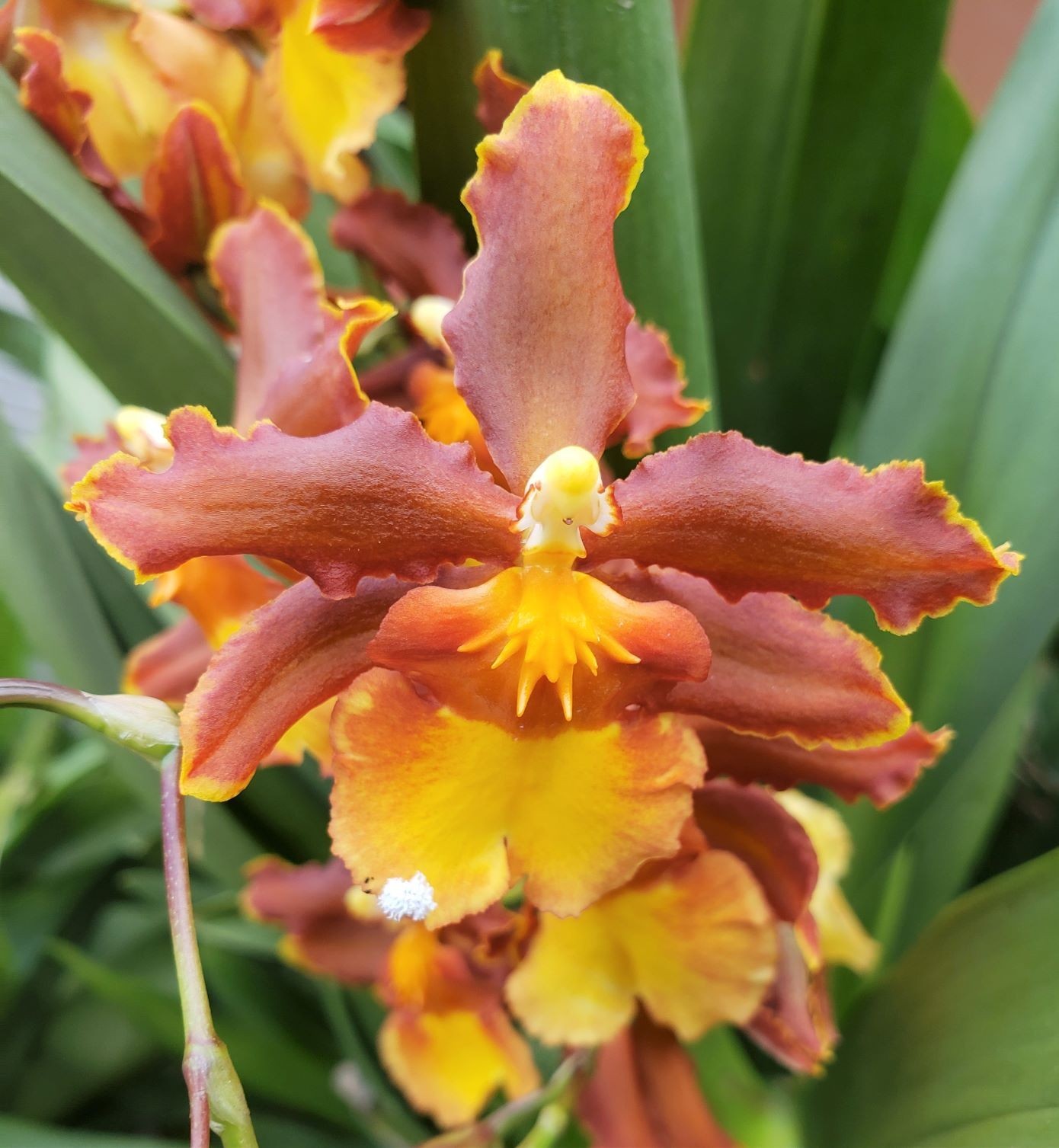 The Catatante ‘Sun King’ Orchid – Beautiful colorful blooms – Easy to grow !