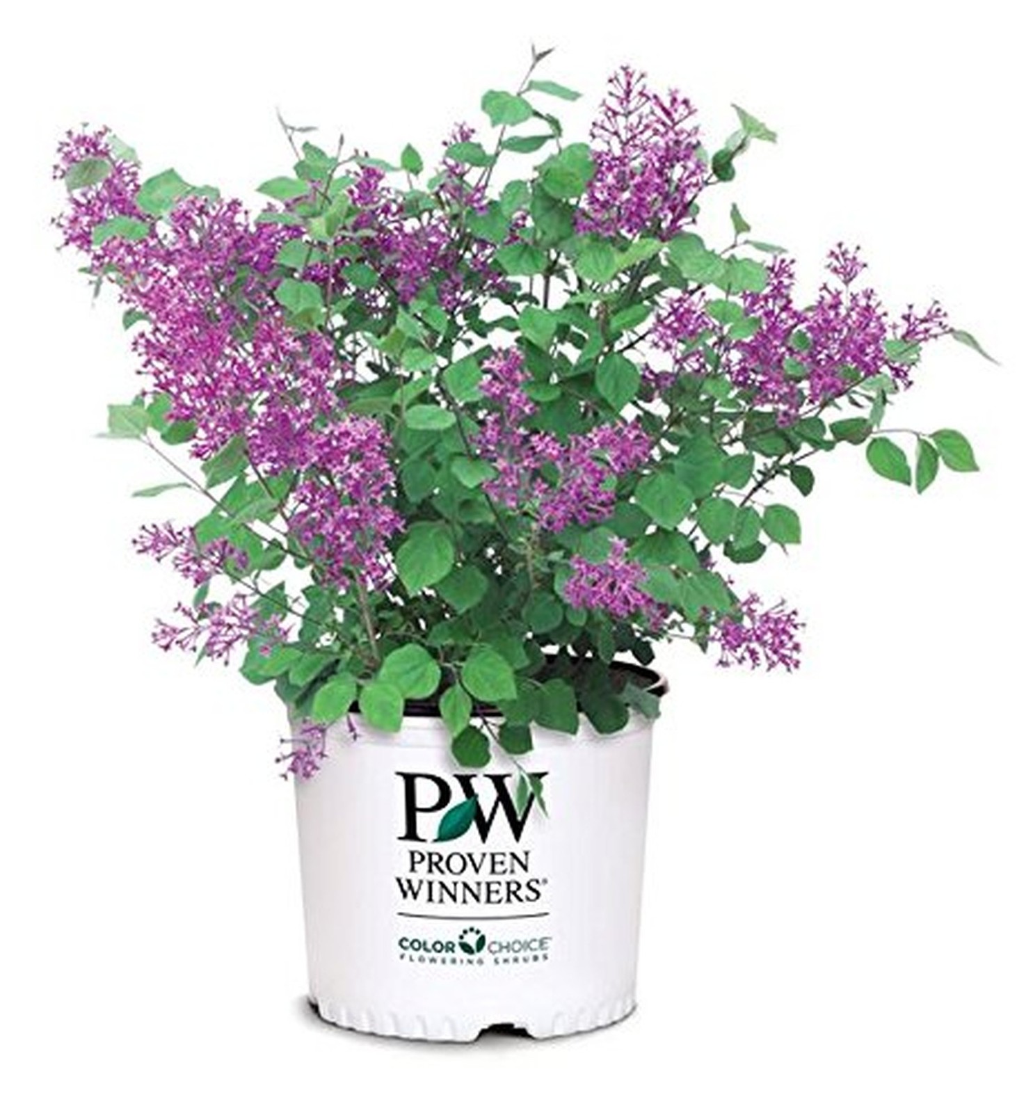 Proven Winners – Syringa x Bloomerang Dark Purple (Reblooming Lilac) Shrub, d…