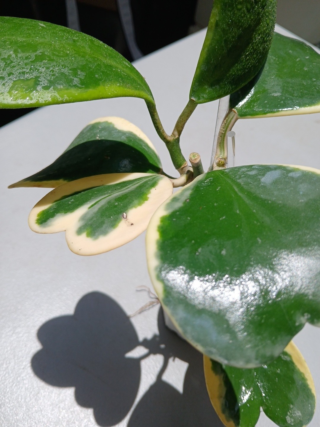#913- HOYA KERRI VARIEGATED LIVE PLANT, LARGE LEAF, LARGE PLANT,