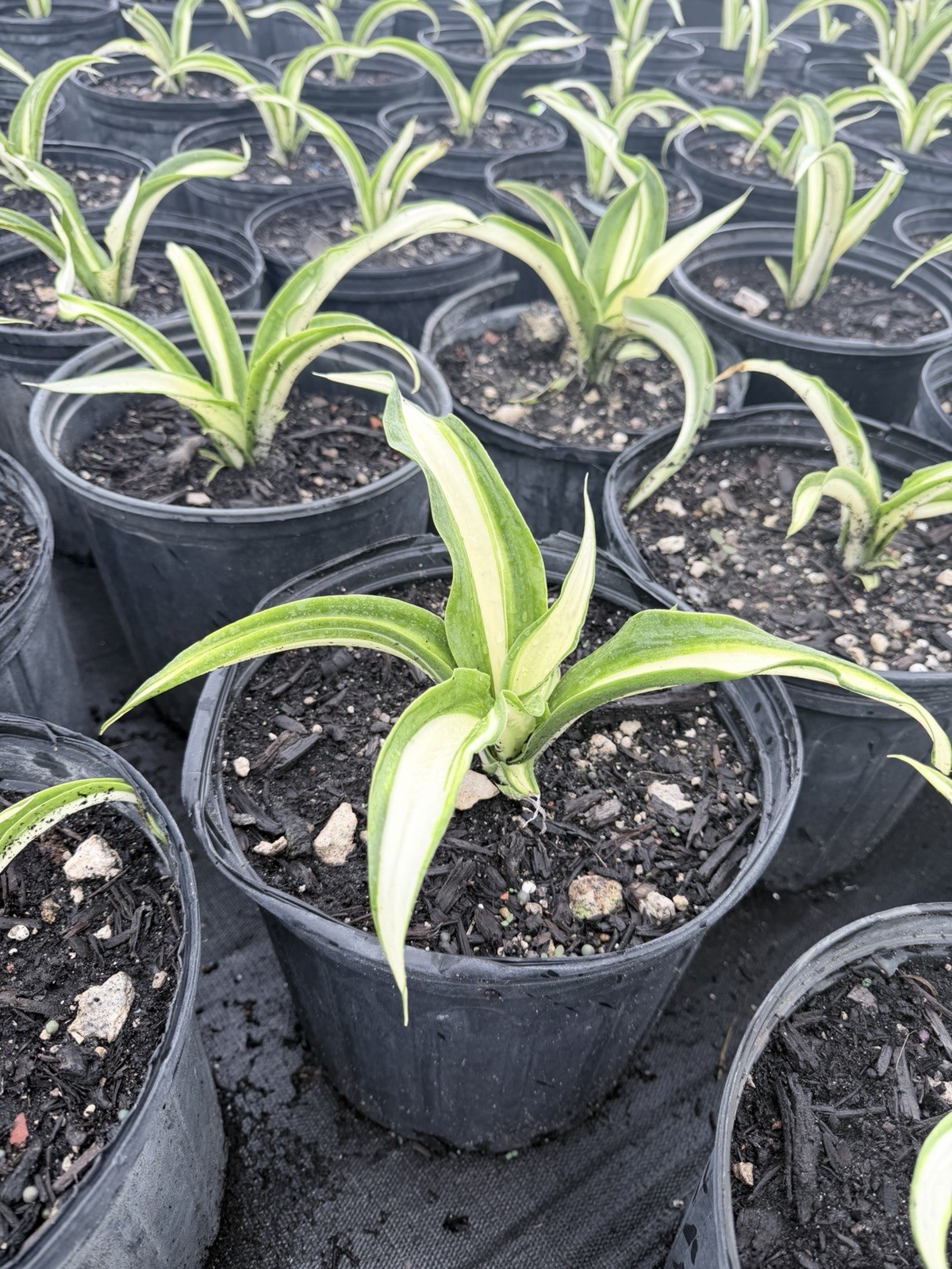 Furcraea Foetida | False Agave | variegated Mauritius hemp in quart size pot