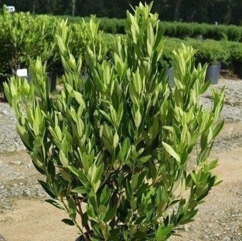 Anise Forest Green | 3 Gallon | Illicium floridanum | Fragrant Leaves | Shrub