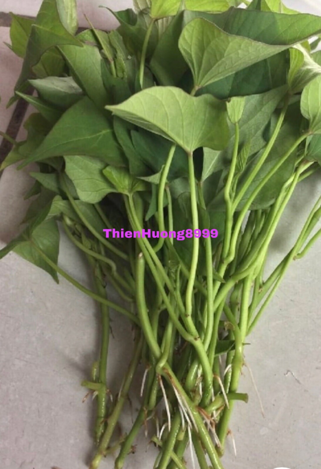 10Purple Sweet potato Slips – Cuttings Sweet Potato Plants / Khoai Lang Tím