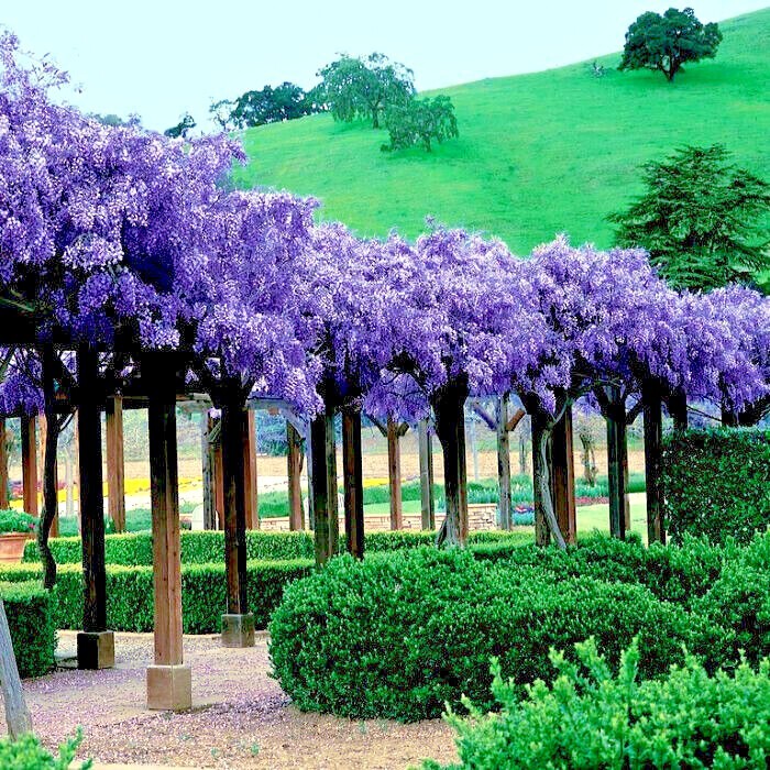 5 Chinese Wisteria Tree Seeds Fast Climber Flower Vine, Cold Hardy Bonsai Plant
