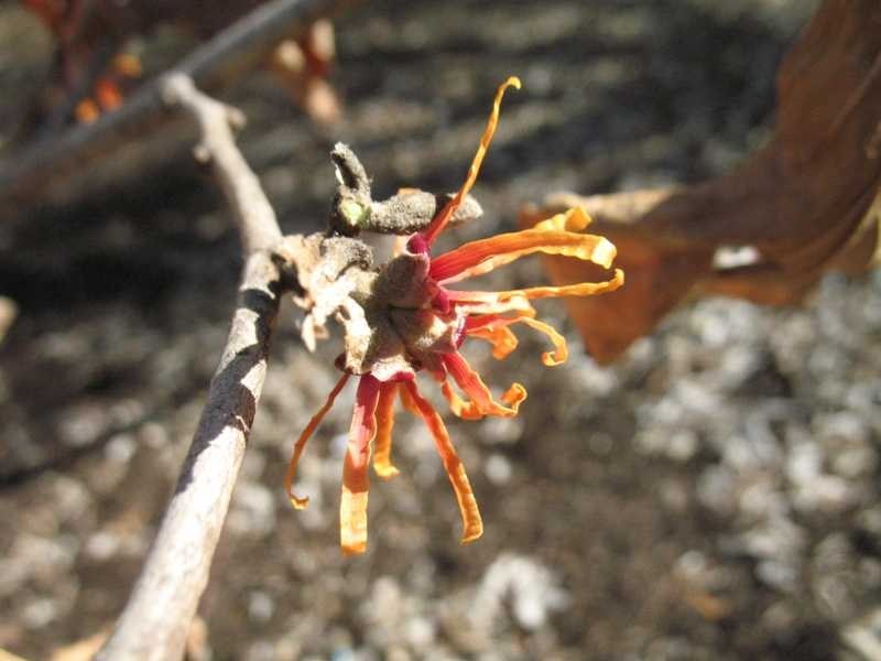 10 FIRE BLAZE WITCH HAZEL SEEDS – Hamamelis x intermedia