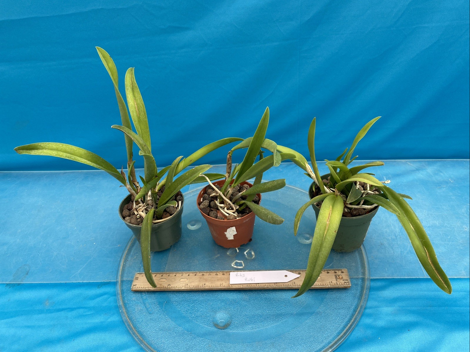 Rhynchobrassoleya Rubi Purple Red Medium BS Orchid Hybrid 3” Pot New Division