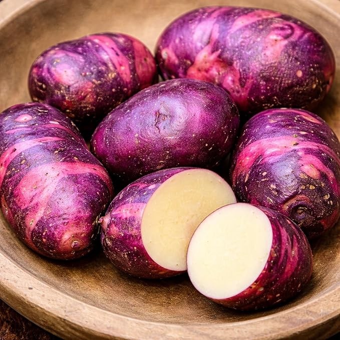 Viking Purple Seed Potatoes for Planting | Vibrant Purple Skin (10 Pounds)