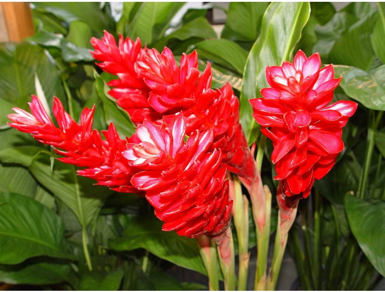 3 HAWAIIAN TROPICAL RED GINGER PLANT ROOTS – Fragrant Easy Grow Indoors Outdoors