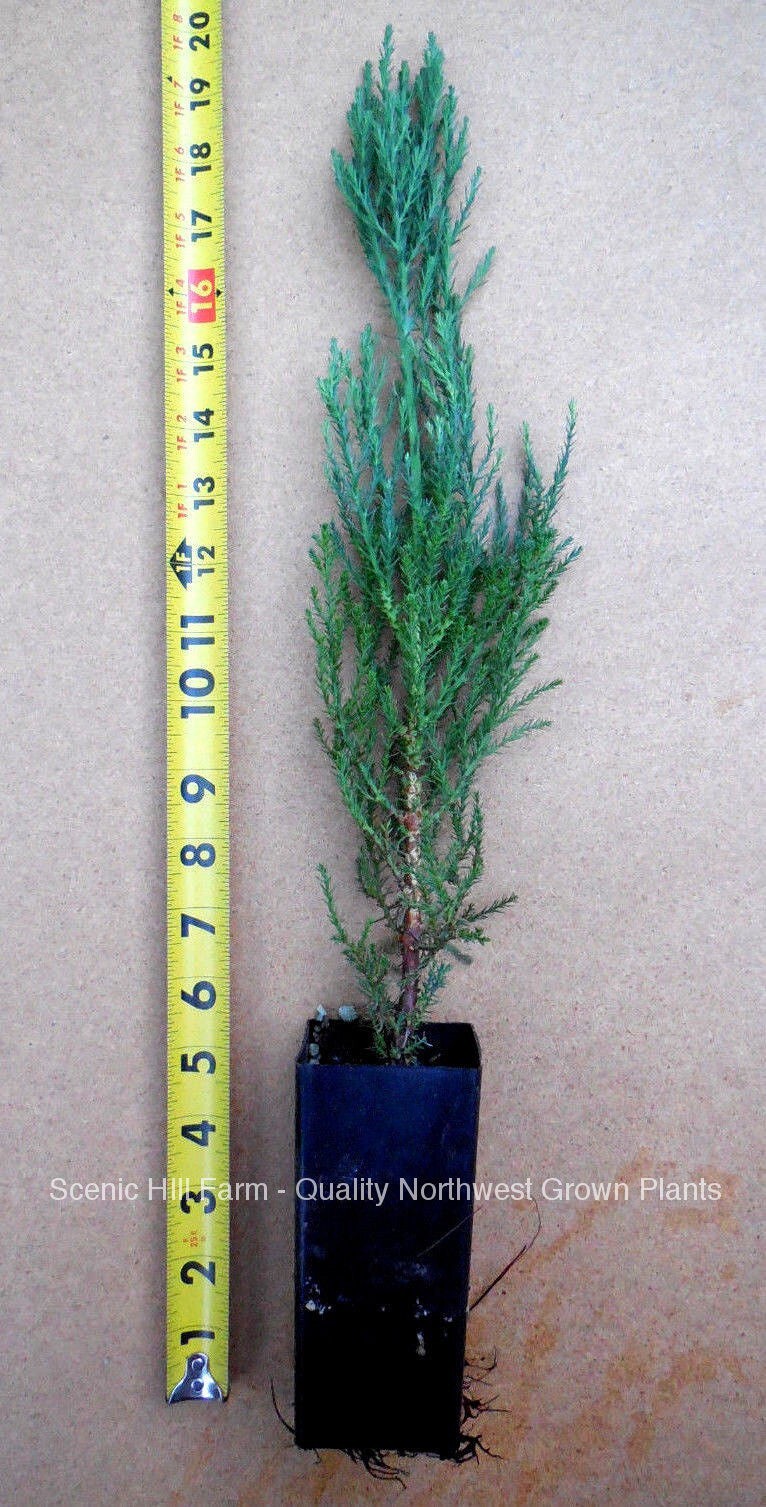 Giant Sequoia Trees – Potted- 12-16″ tall, 16-24″ tall, and 24-30″ tall