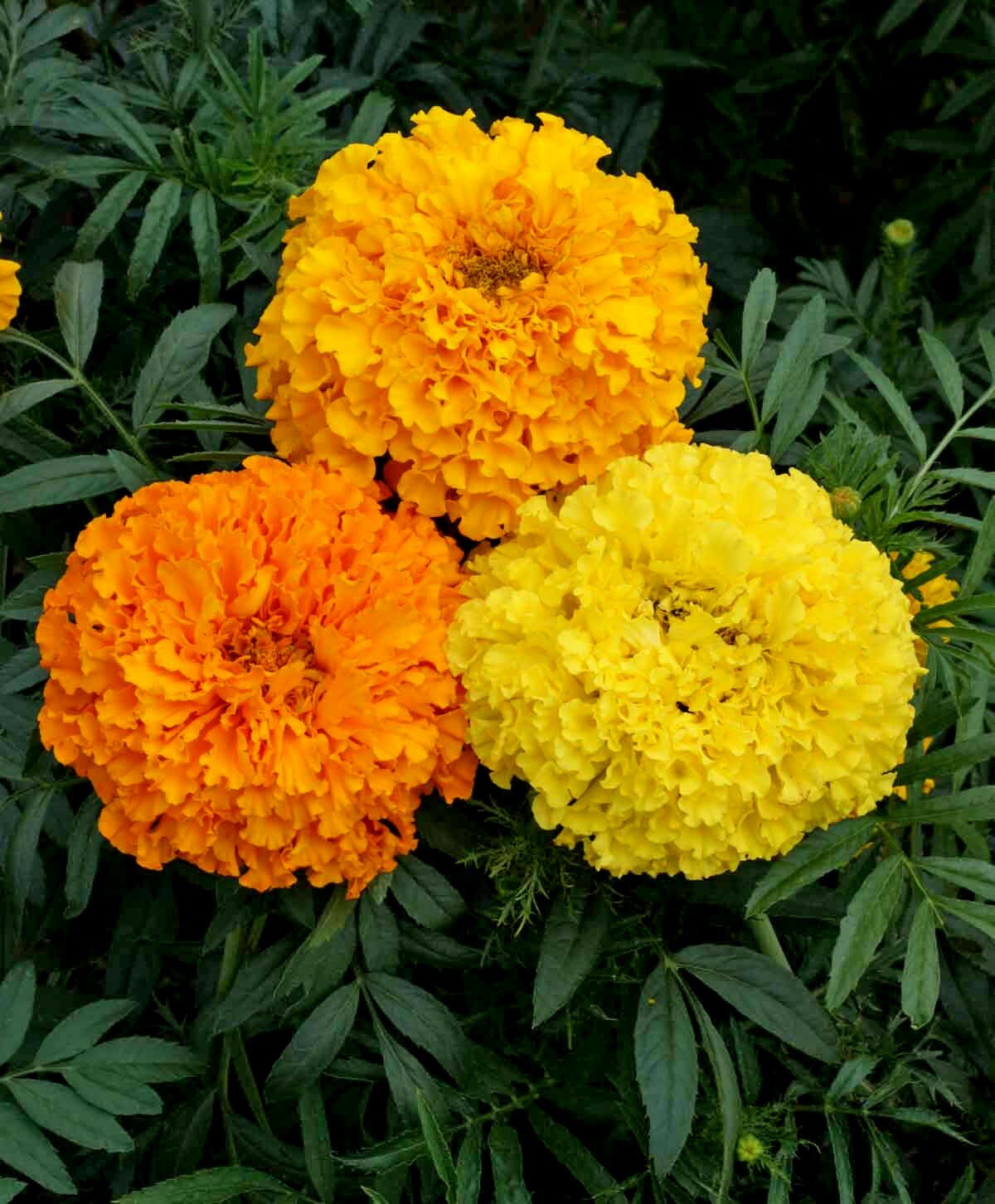 African Marigold Seeds – Crackerjack, Heirloom, Open Pollinated, Non-GMO