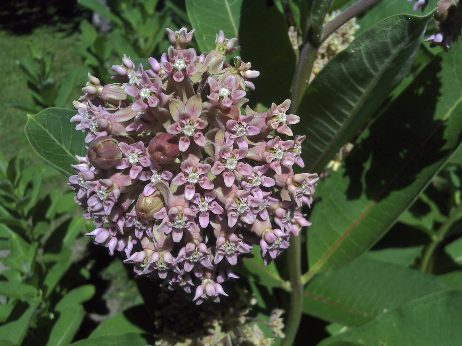 300 SEEDS COMMON MILKWEED ASCLEPIAS SYRIACA