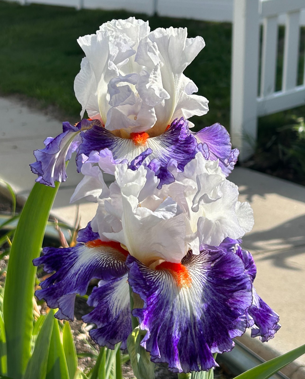 ‘Gypsy Lord’ iris rhizome + gift, combined shipping $1 each additional