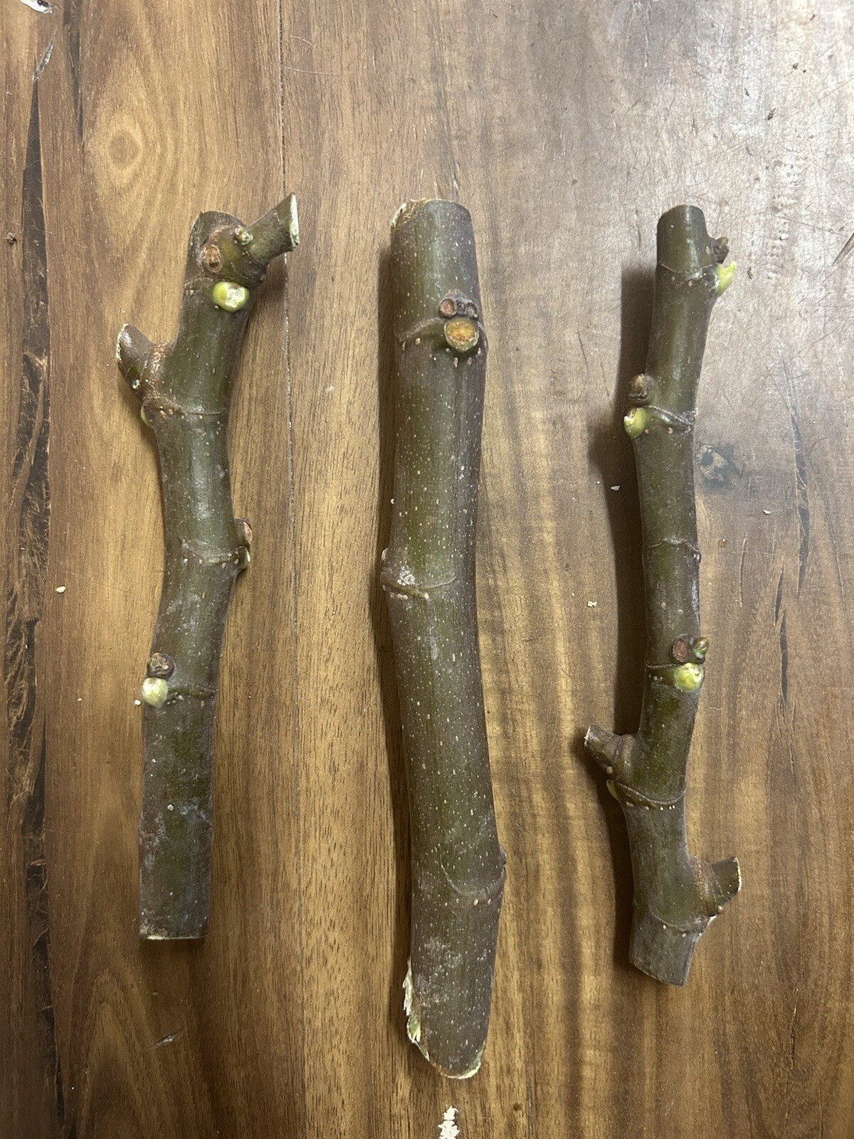 3 BLACK MADEIRA FIG KK CUTTINGS