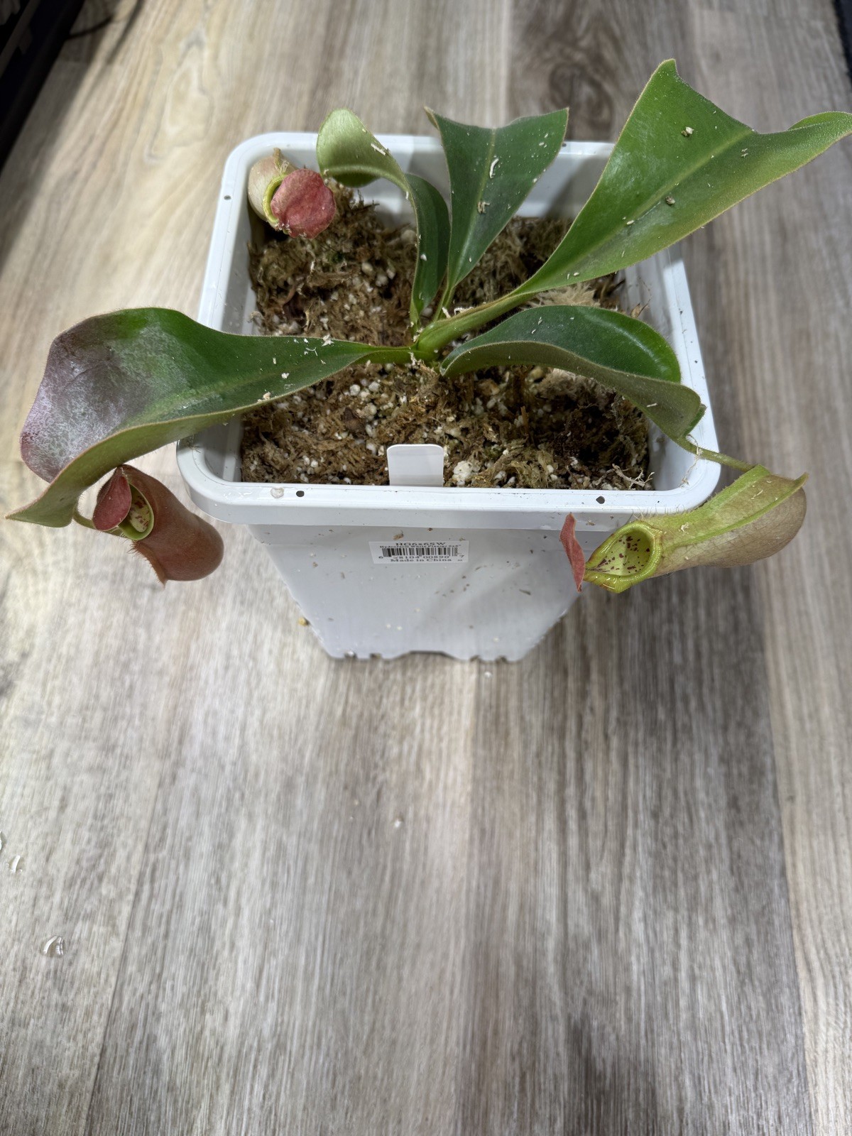 Nepenthes Vetchii Kelabit Highlands x S.O.M. x L.V.B.