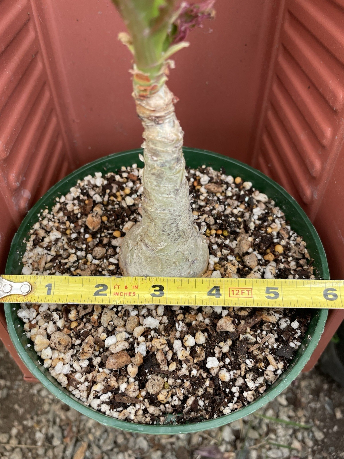 CYPHOSTEMMA Juttae Wild Grape Live Succulent Plant Bonsai Tree Caudex RARE
