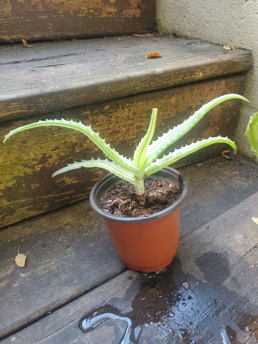 1 Live 9″ W Tree Aloe Arborescens Variegated Yellow Rare In 4″ Pot