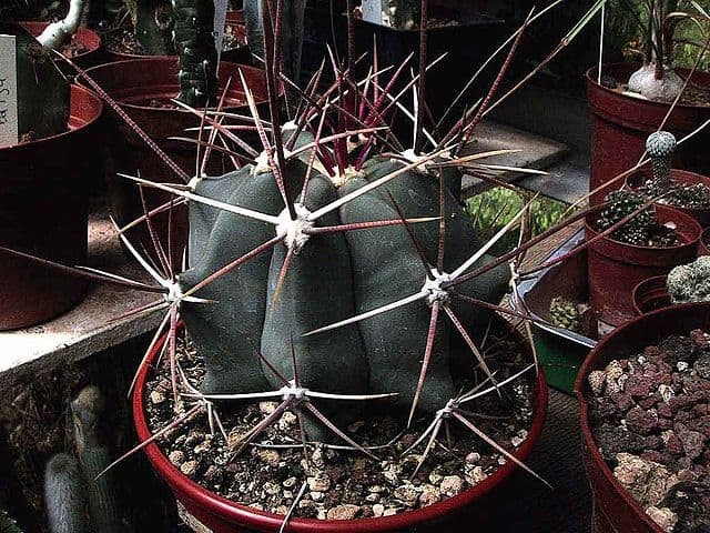 Ferocactus Rectispinus 5 Seeds. Free Shipping!