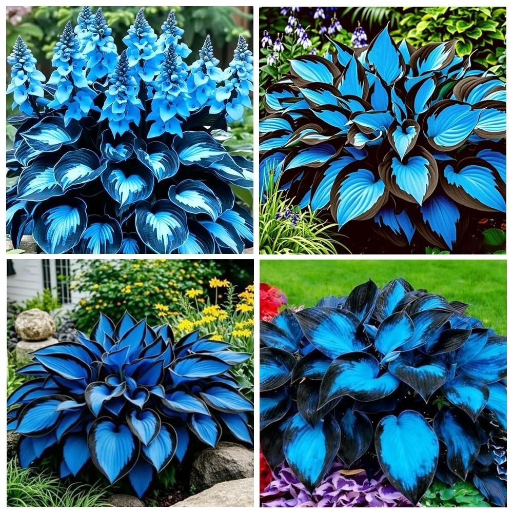 Mixrug Hosta Seeds for Planting, 295+pcs Perennial Rare Flower Mixed