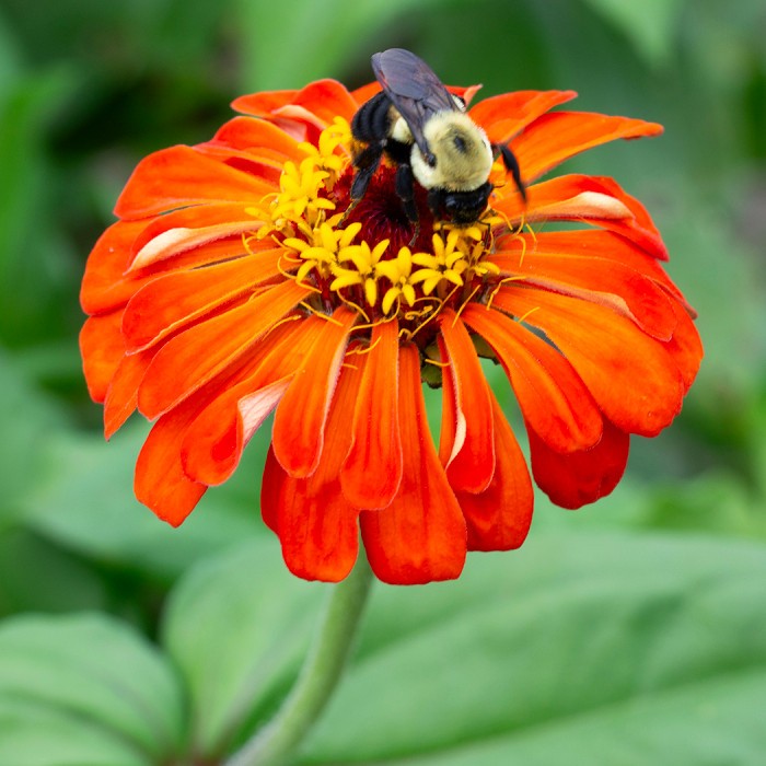 Orange King Zinnia Seeds Zinnia elegans Free Shipping!