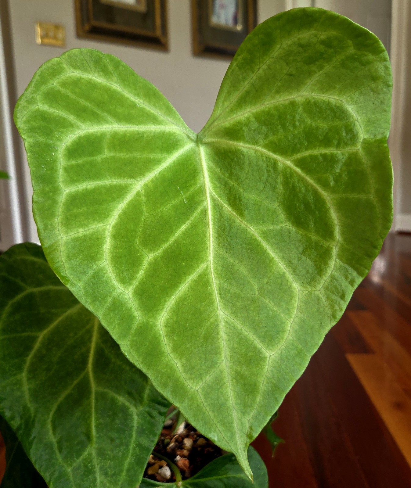 Rare XL Anthurium Clarinervium X AOS 23″ Tall Aroid Not Philodendron Monstera