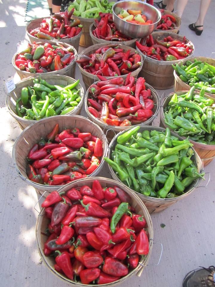 Barker’s New Mexico hot pepper seeds non-gmo heirloom open pollinated HOTTEST!