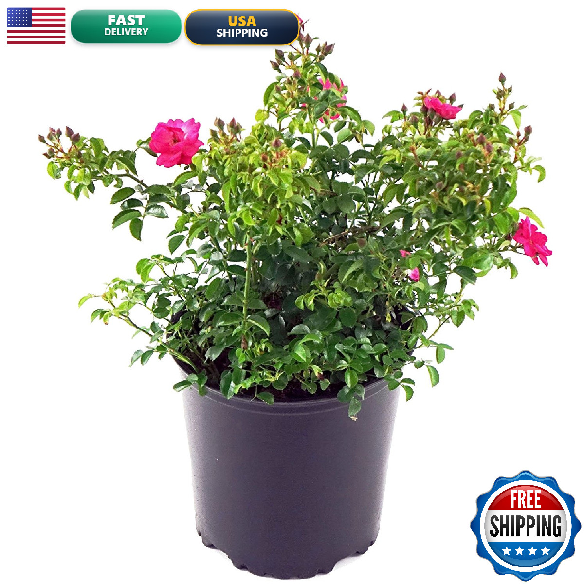 Live Plant From Green Promise Farms Flower Carpet Roses Rosa Flower Carpet Pink