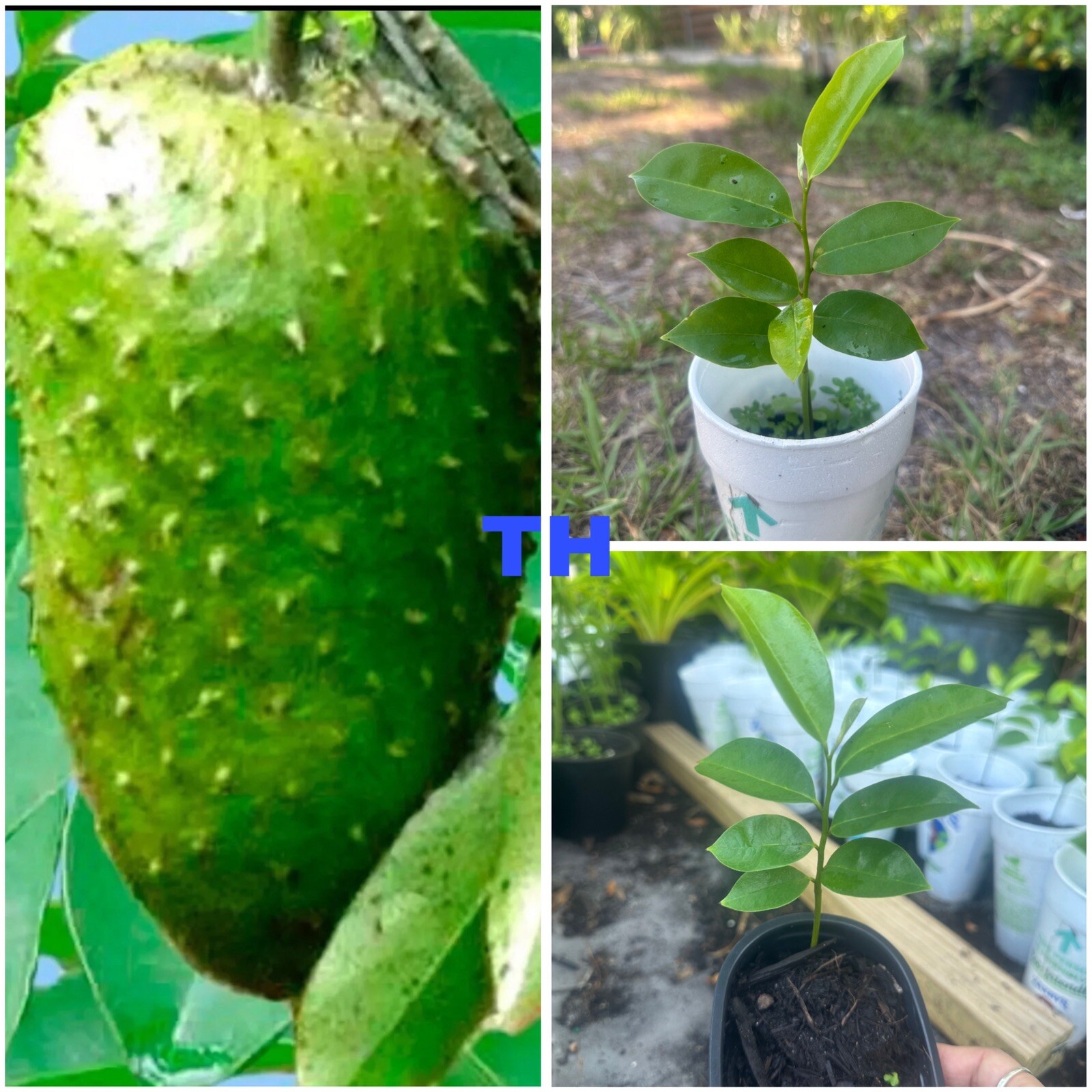Annona Muricata Graviola Soursop Guanabana Potted StarterPLANTTropical “7-9”