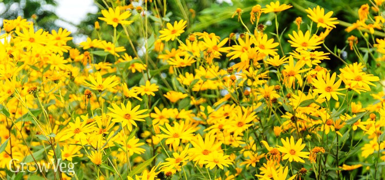 SUNFLOWER – JERUSALEM ARTICHOKE – 6 PLANTS –SEE DESCRIPTION – LOOK!
