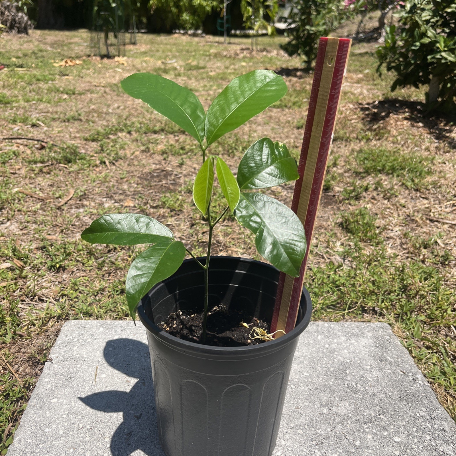 ACKEE SEEDLING (Blighia sapida) Tropical Fruit Tree Butter Ackee Plant