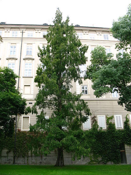 Dawn Redwood, Metasequoia glyptostroboides, Tree Seeds (Fast, Fall Color)