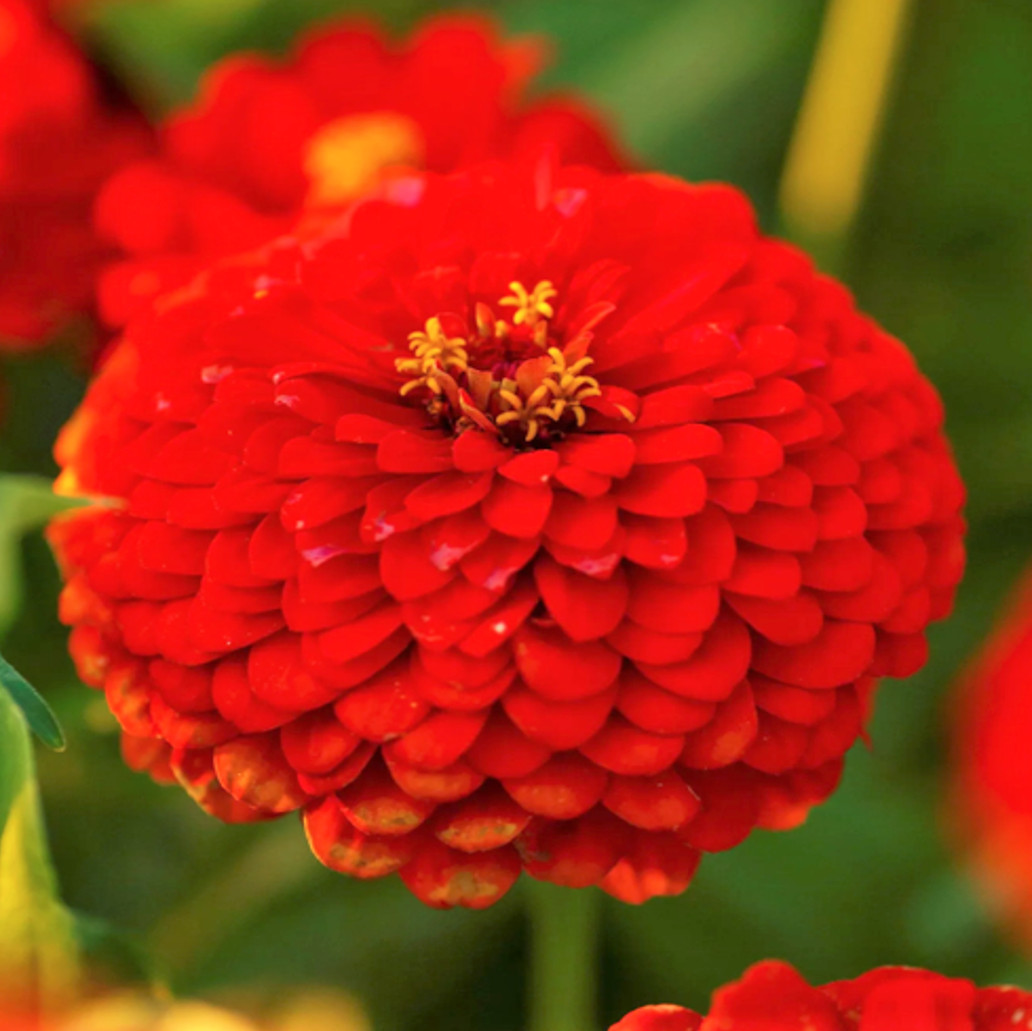 Cherry Queen Red Zinnia Seeds | Pollinator Giant Scarlet Rose Flower Seed 2024