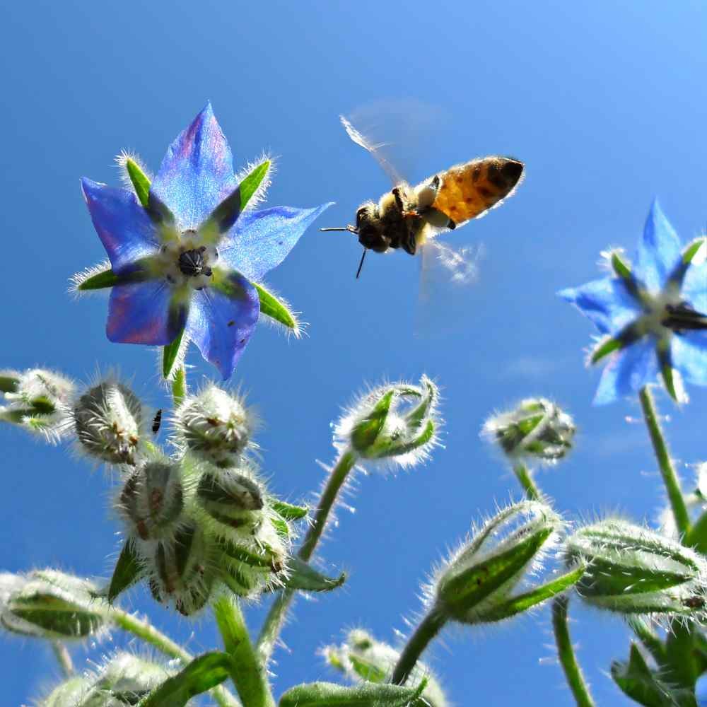 1 LB Heirloom Borage Herb Seeds For Microgreens or Sprouting