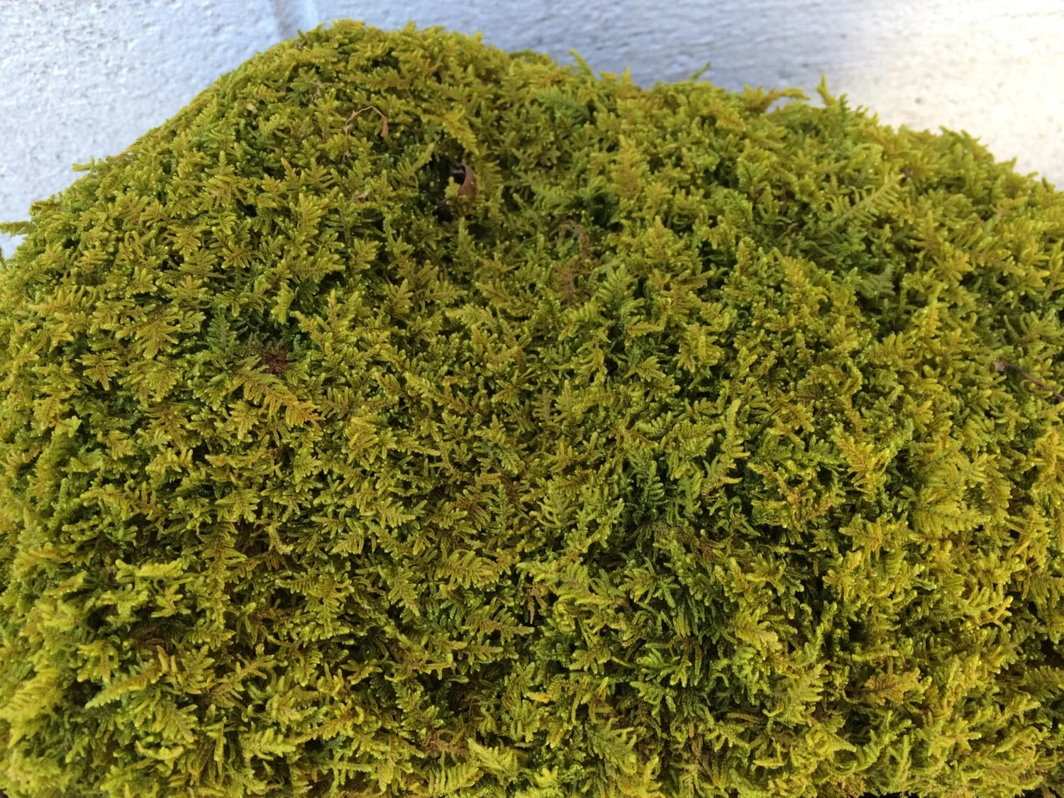 Moss Sheet Feather Fresh Live Organic NOT Preserved Terrarium Vivarium Quart Bag
