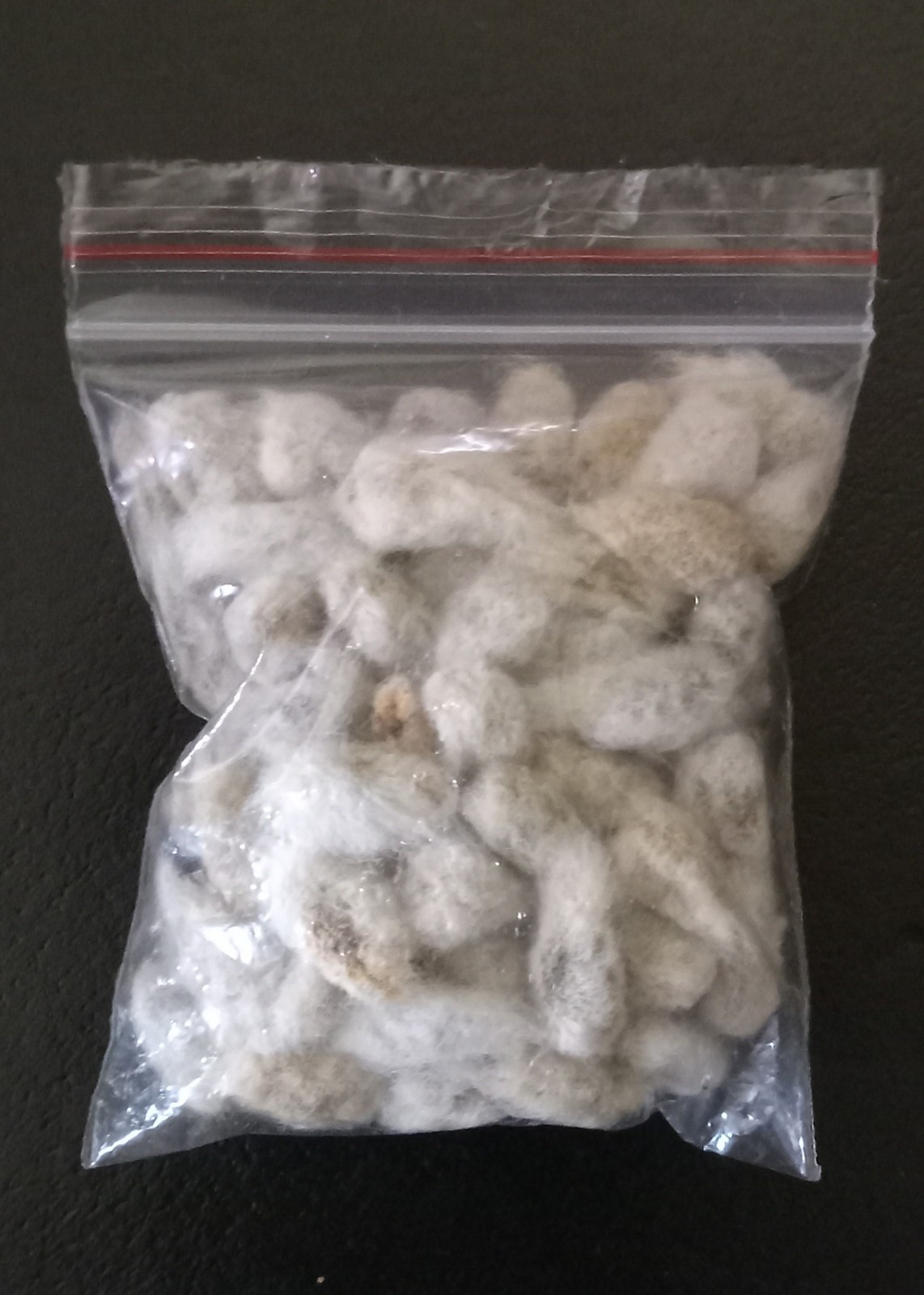 50+ Organic Cotton Seeds From South Carolina Cotton Fields Ready To Be Planted