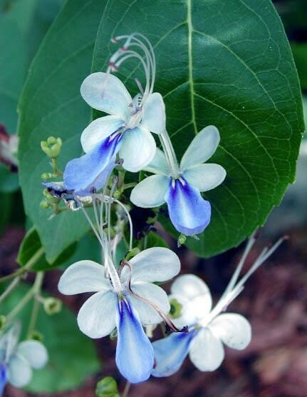 BLUE BUTTERFLY BUSH AKA BLUE WINGS Rooted Starter Plant Clerodendrum Ugandense