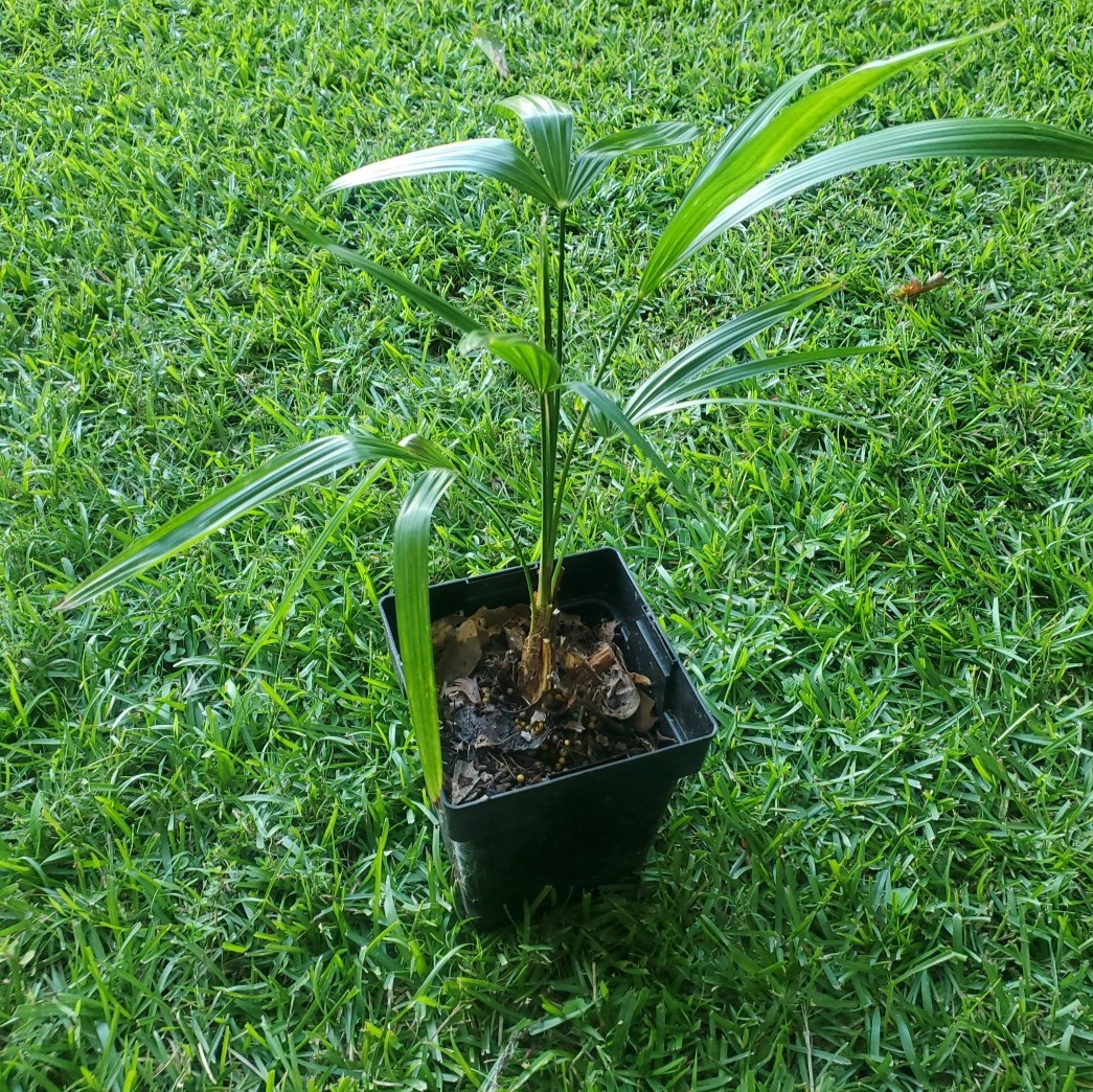 Trachycarpus fortunei Tesan 1 gallon