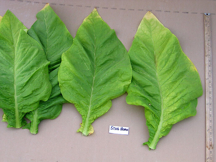 1000 Stag Horn Tobacco Seeds ~ Heirloom ~ Dark Virginian ~ Rich Flavor