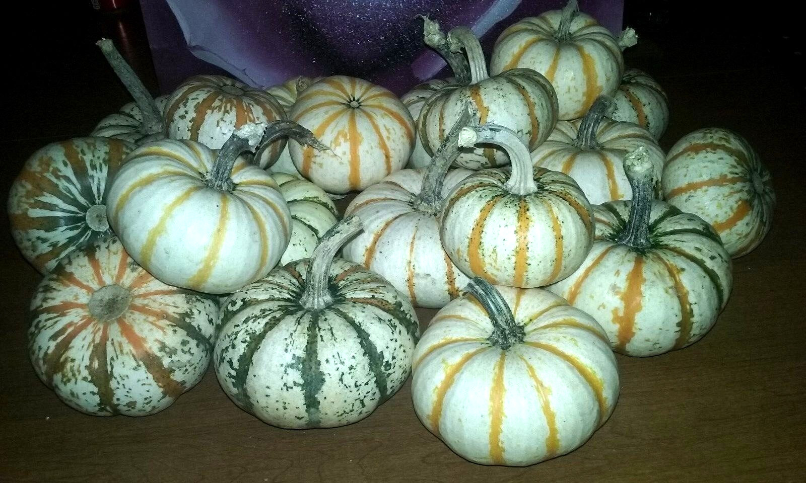 Pump-ke-mons Pumpkin Seeds- COMB. S/H- SEE MY STORE
