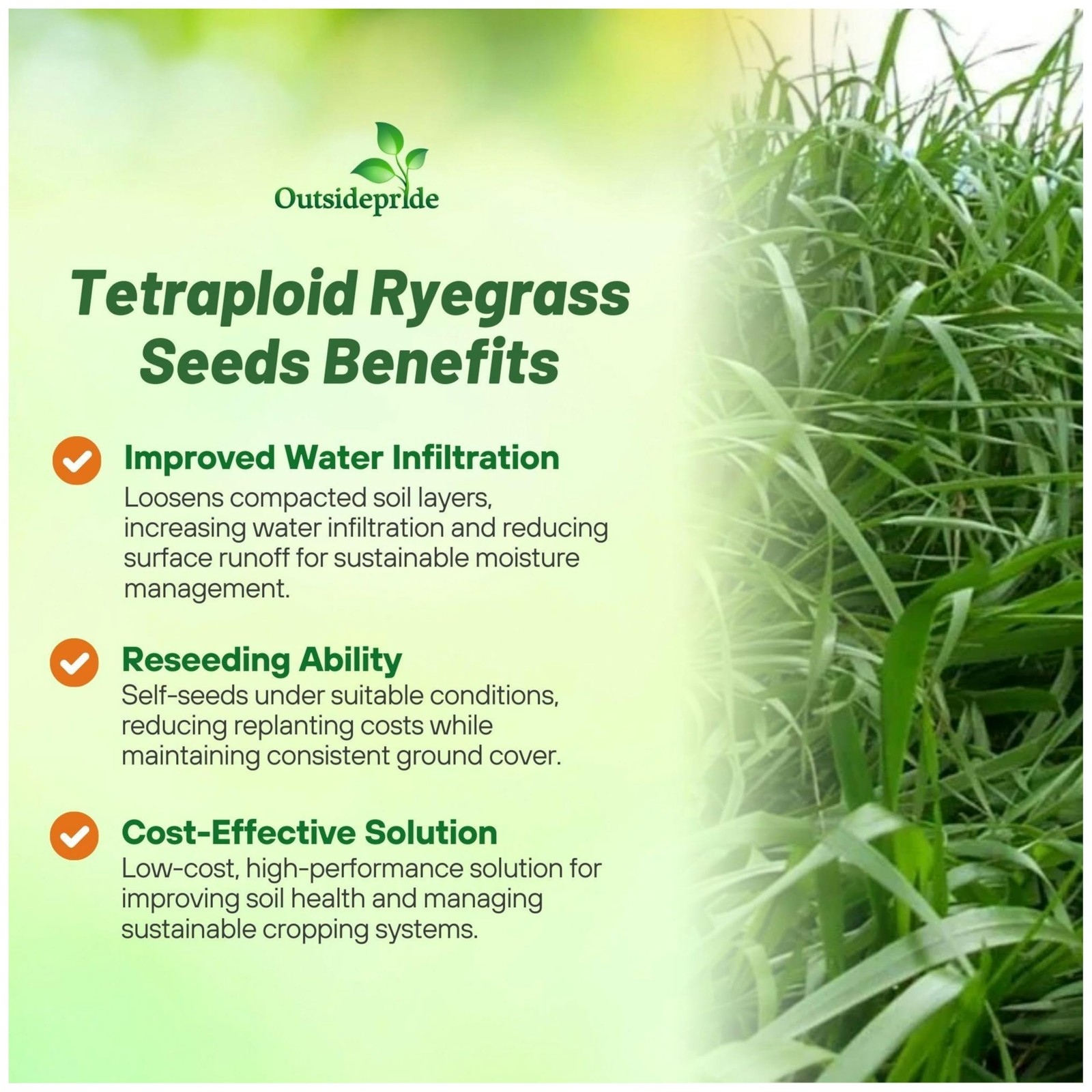 50 LBS Annual Ryegrass Seed – Cover Crop