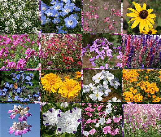 WILDFLOWER MIX SHADY LANE – 1 Oz Bulk Seeds