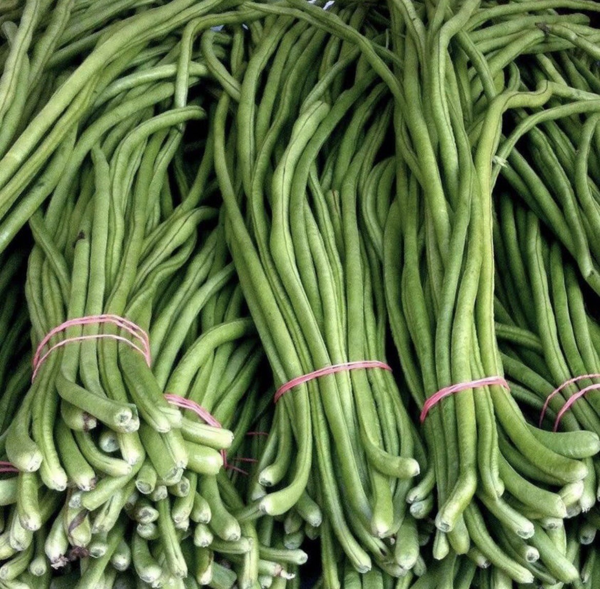 20 Variety Asian Vegetable Seeds For Planting. NON GMO Heirloom