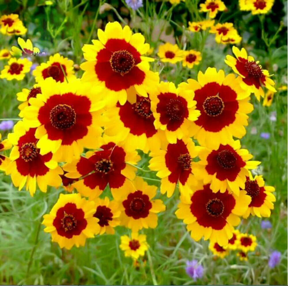 325 Seeds PLAINS COREOPSIS Tinctoria Calliopsis Native Heirloom Wildflower Plant