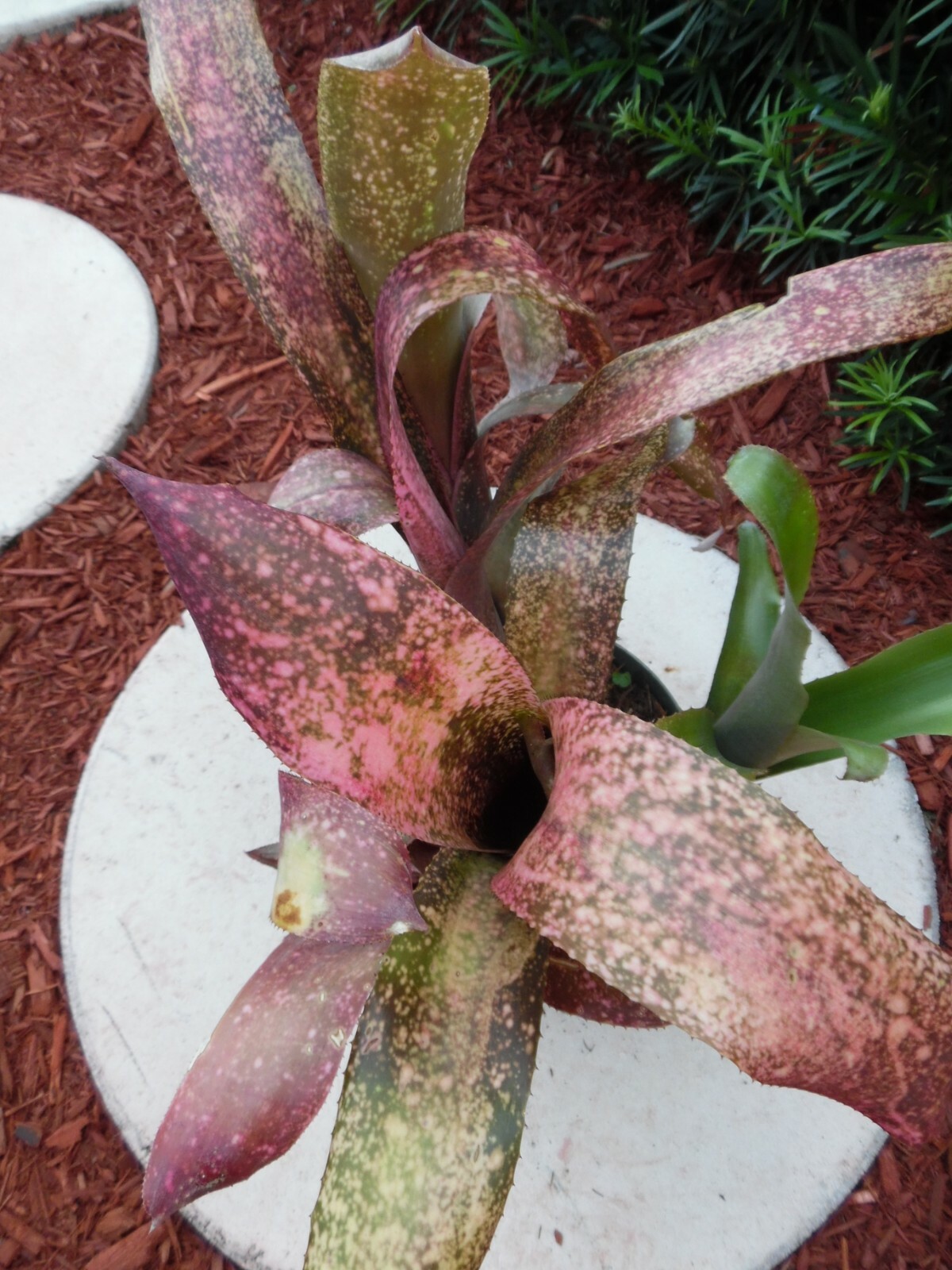 Billbergia PINK CHAMPAGNE Bromeliad one tropical plant ***SALE***