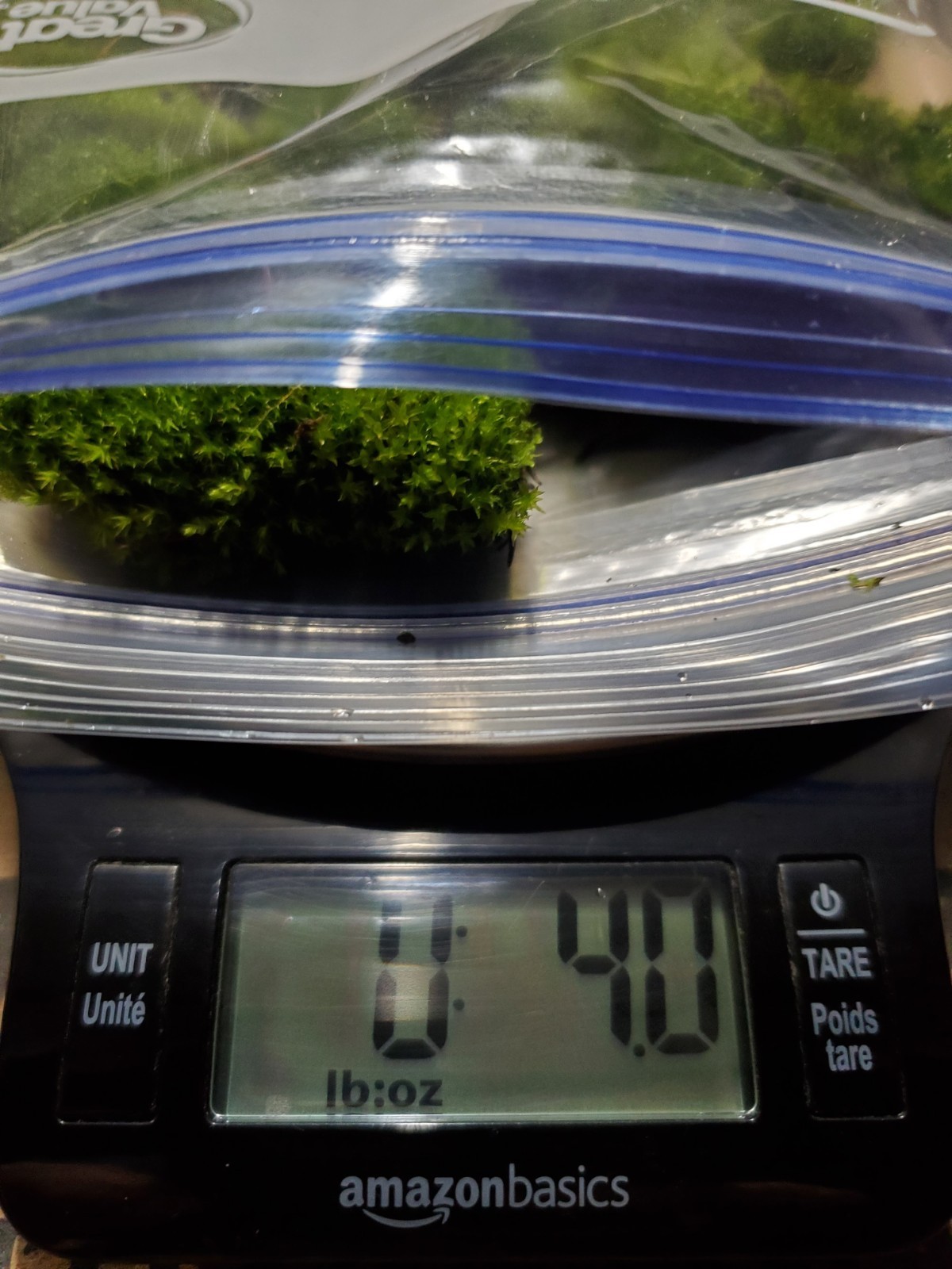Live Fairy Garden Moss For Terrarium Or Vivarium 6×9 Ziplock Fresh Green Moist