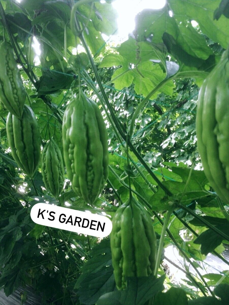 SHORT GREEN SKIN BITTER MELON SEEDS – KHỔ QUA TRÁI LÙN (5 pcs)